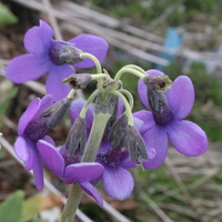 Primula chionantha